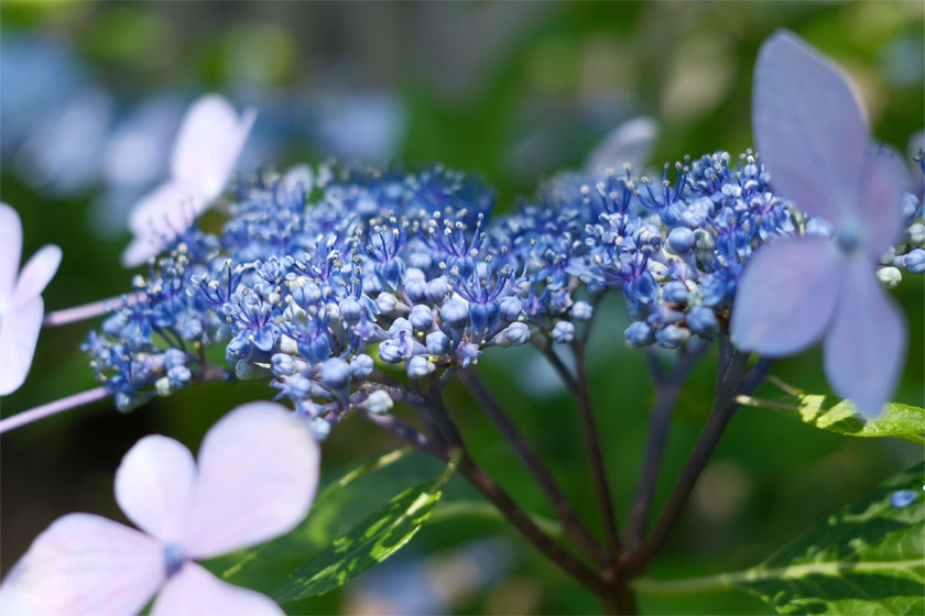 紫陽花散歩