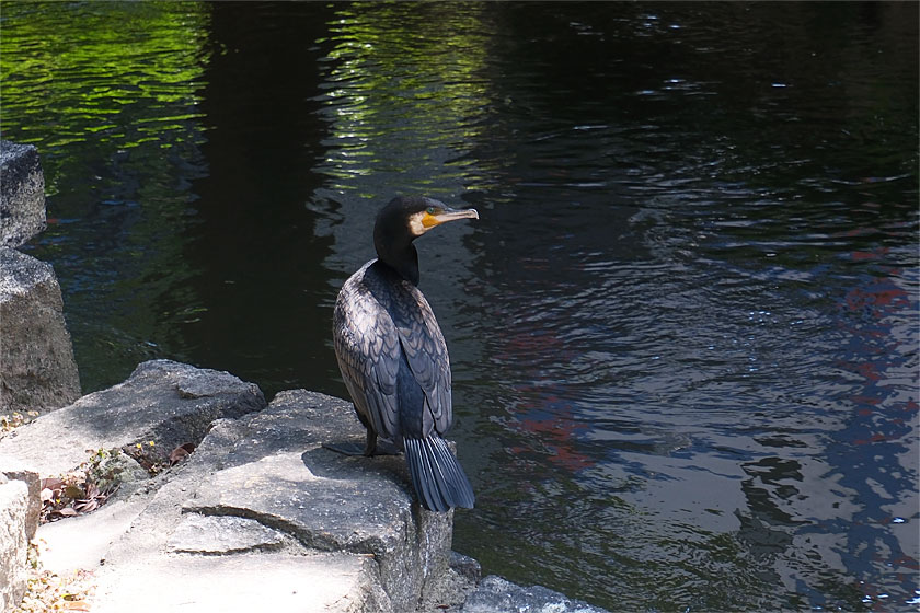 カワウ