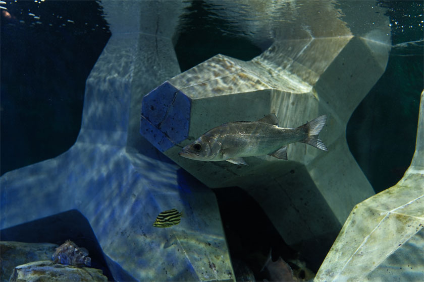 水槽の魚