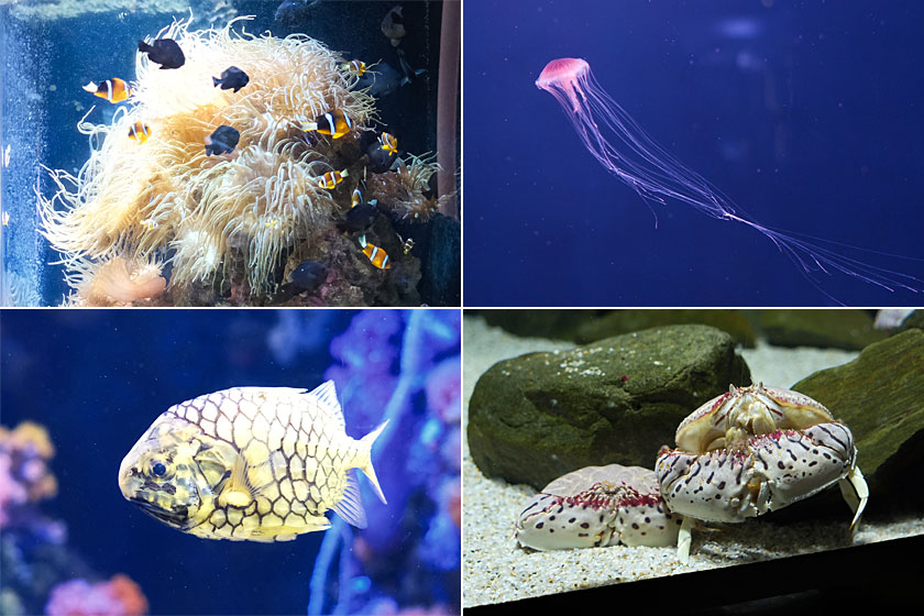魚たち