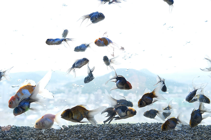 天空の金魚