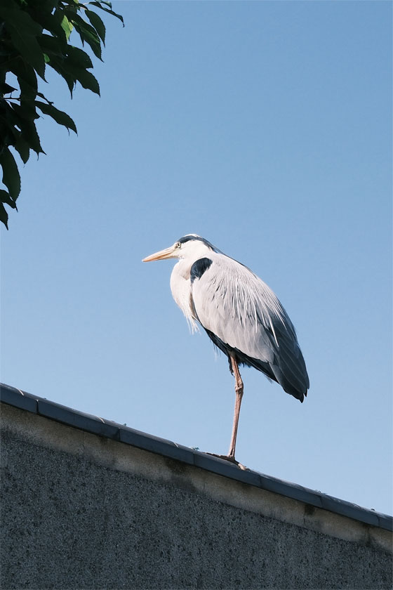 街中のサギ 2