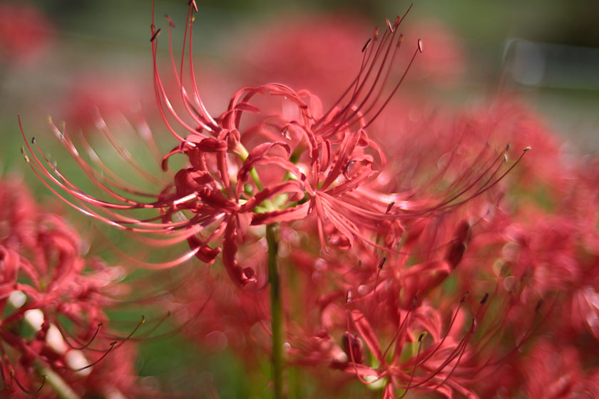 公園の彼岸花3