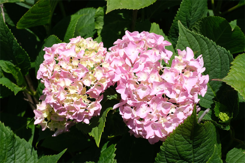 紫陽花の季節