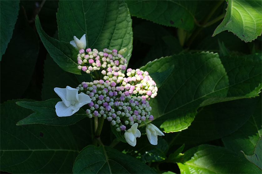 紫陽花の季節2