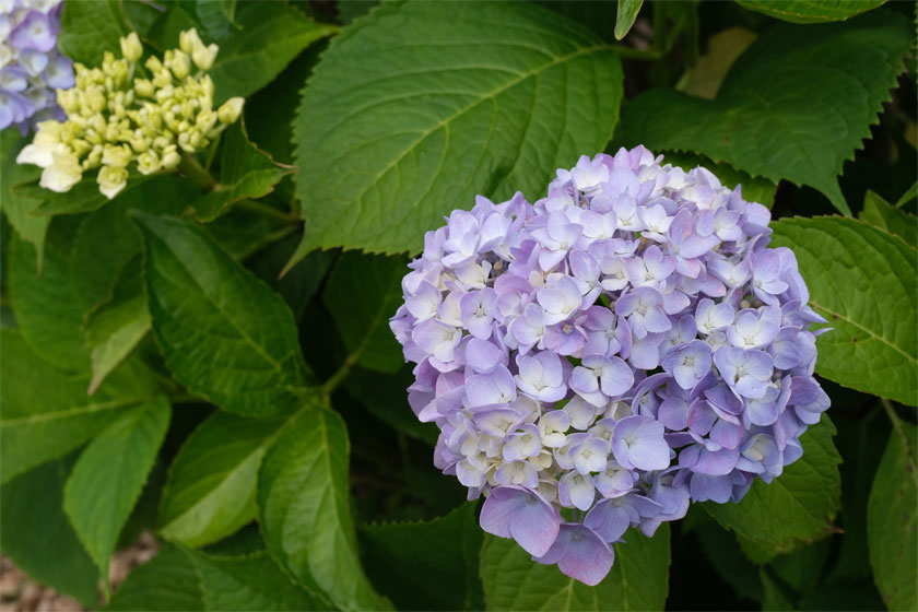 紫陽花の季節3