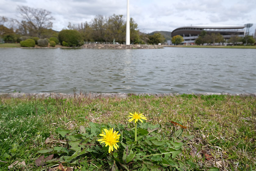 公園のタンポポ