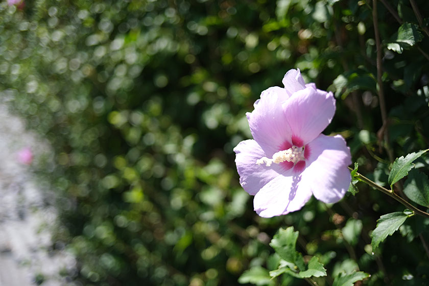 道端の芙蓉