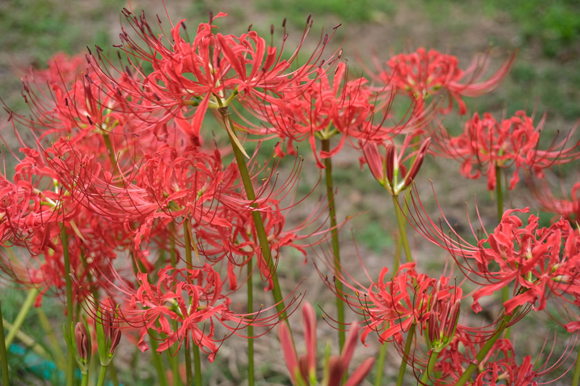 植物園の彼岸花