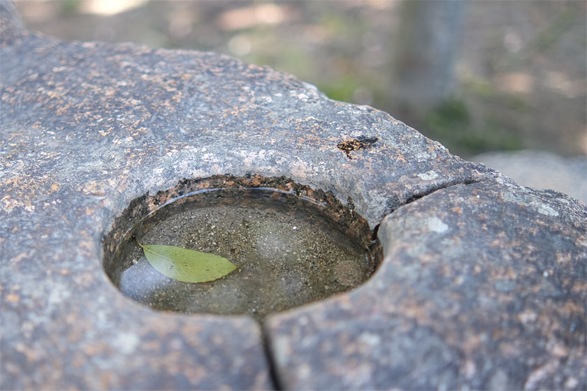 水たまりの葉っぱ