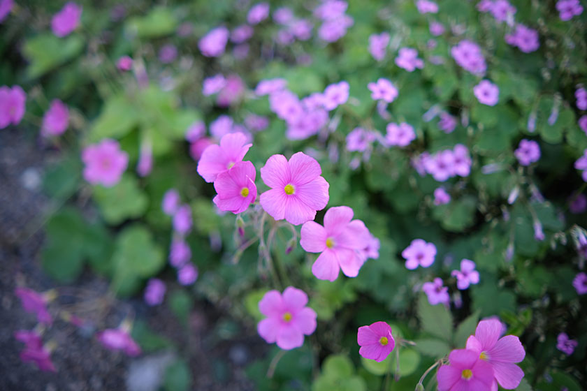 小花道