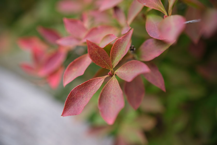 紅葉散歩2