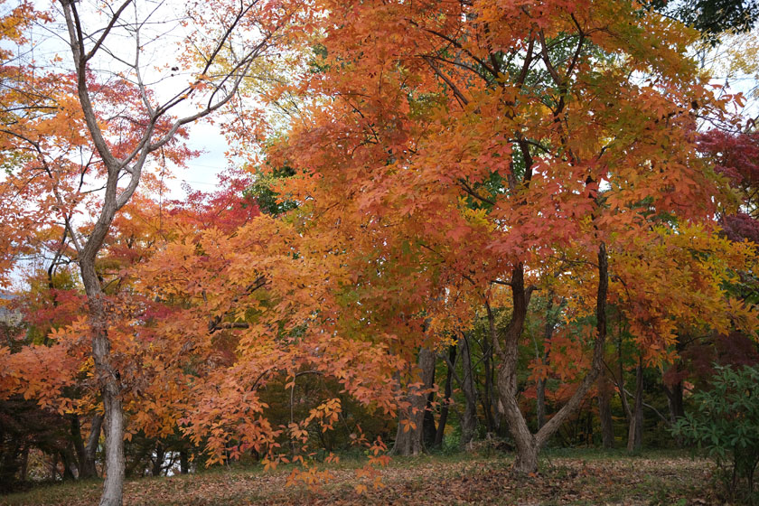 紅葉散歩 2