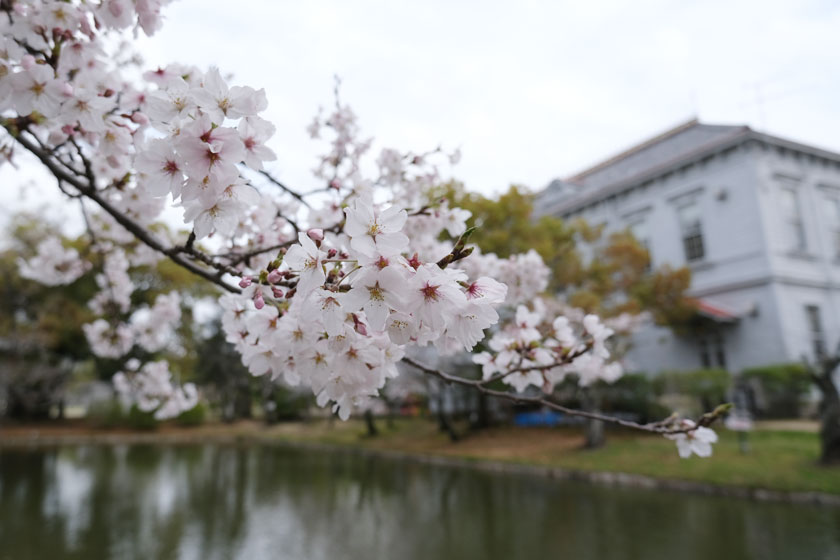 公園の桜