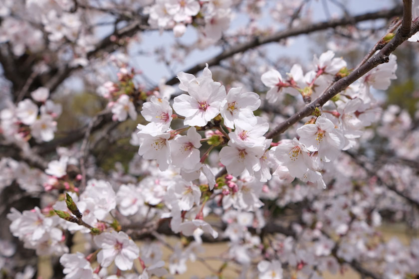 公園の桜2