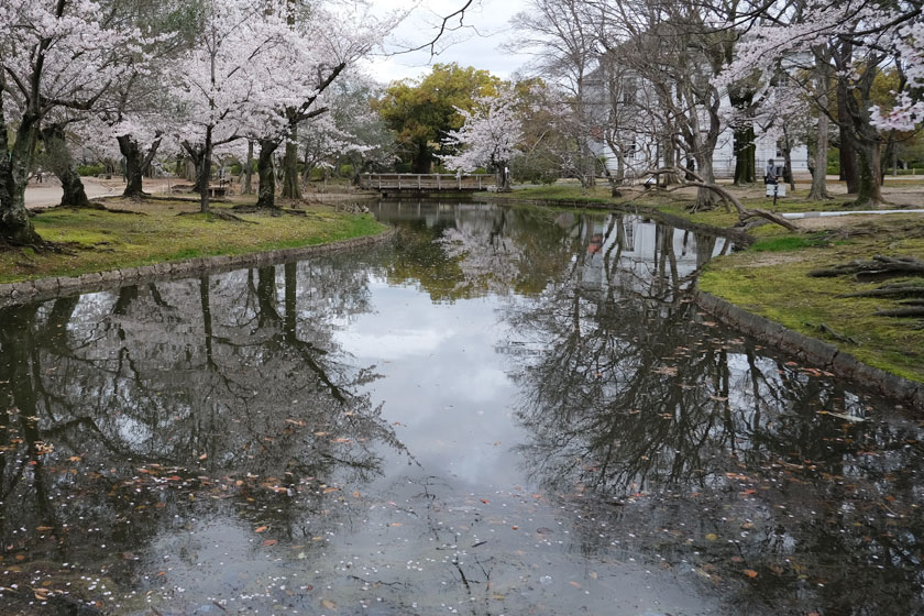 公園の桜3