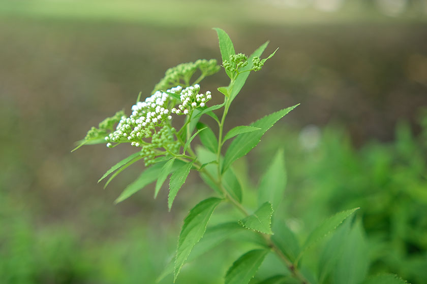 小花道 #13