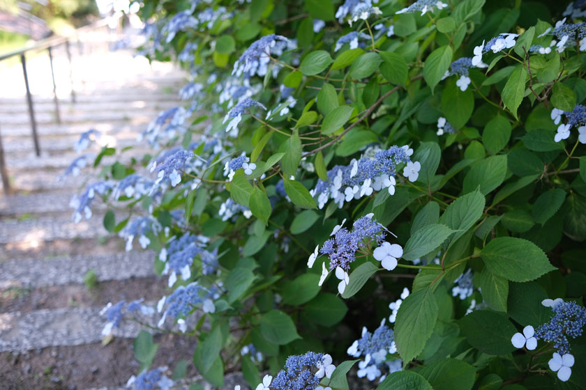 紫陽花小道