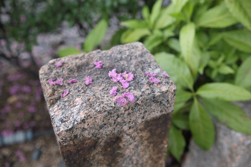 百日紅の花びら