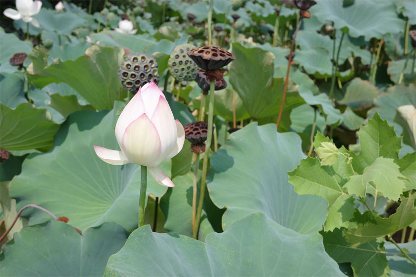 鶴舞公園 2　花編