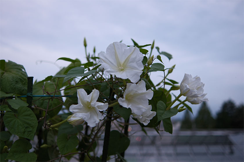 植物園のナイトガーデン