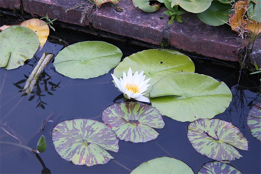 熱帯スイレン1