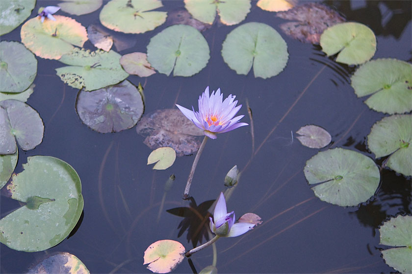 熱帯スイレン2