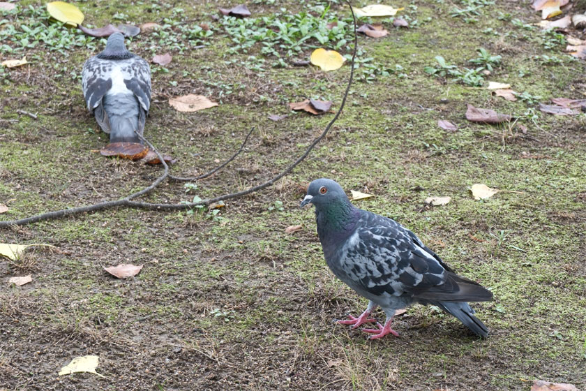 ハト