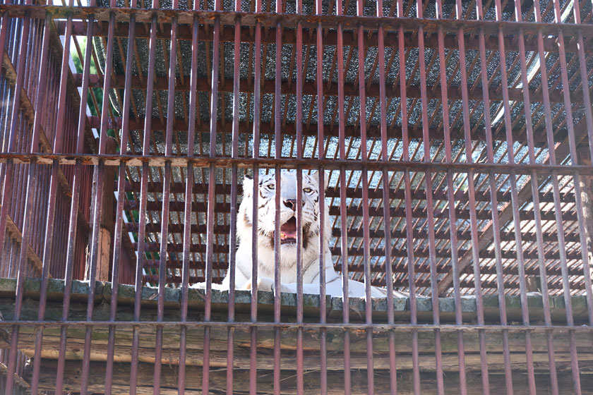 池田動物園