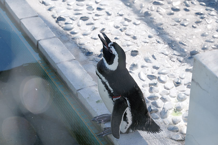 ペンギン