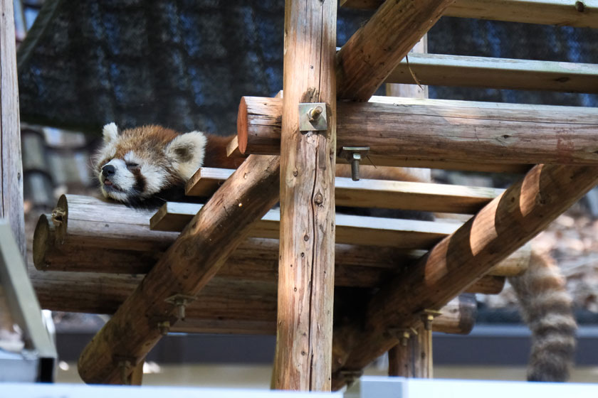 レッサーパンダ