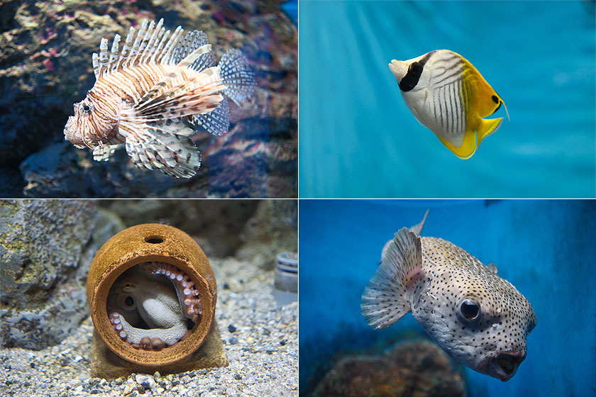 魚