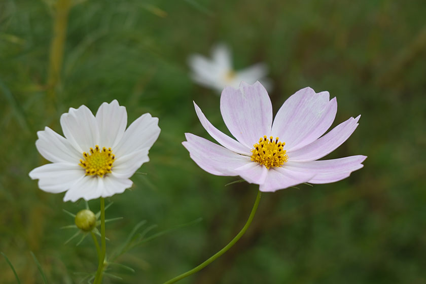 公園のコスモス