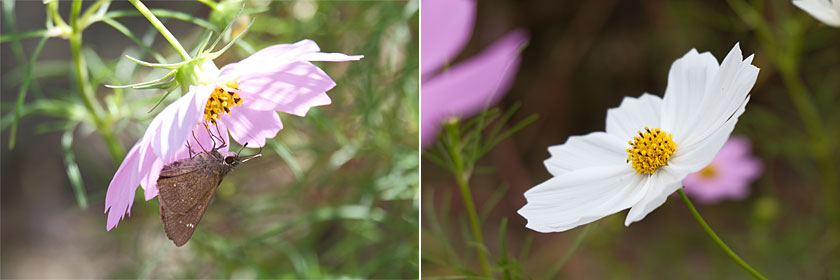 公園のコスモス2