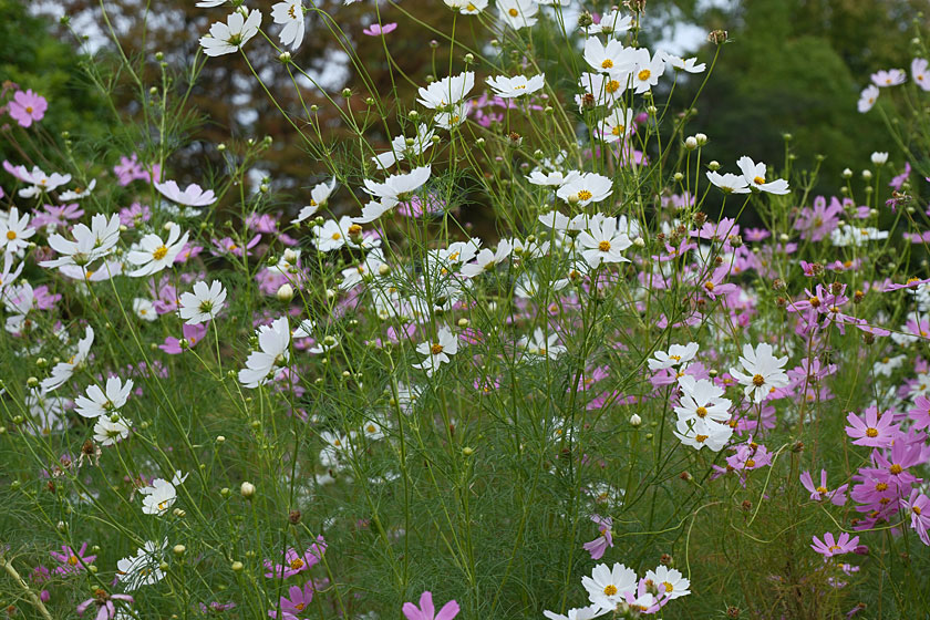 公園のコスモス3