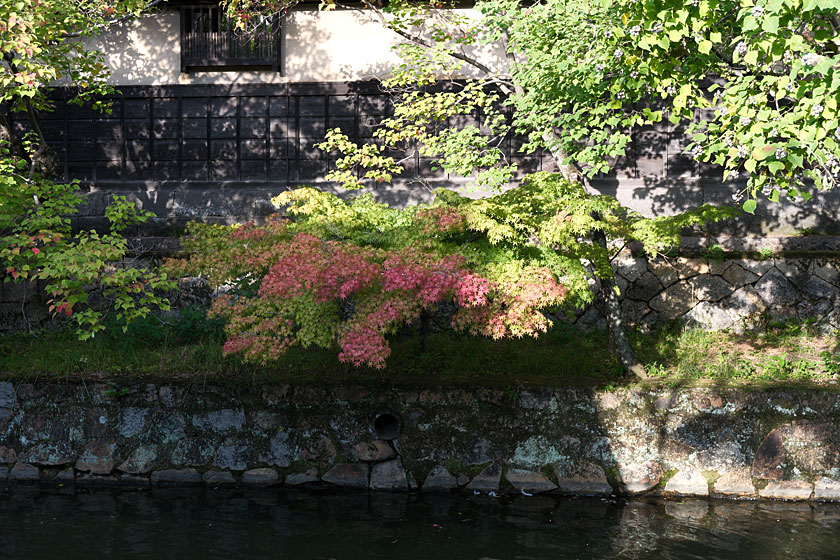 倉敷川の小さな秋