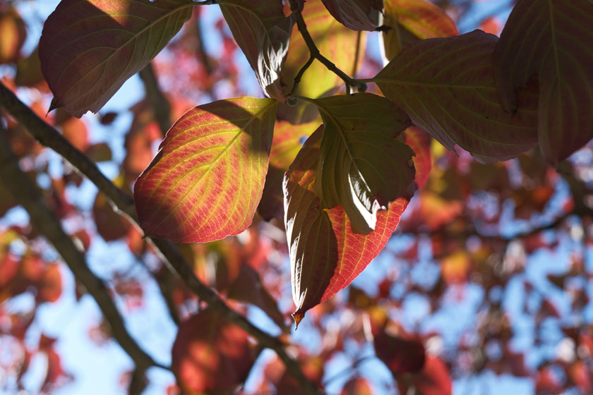 ハナミズキの秋