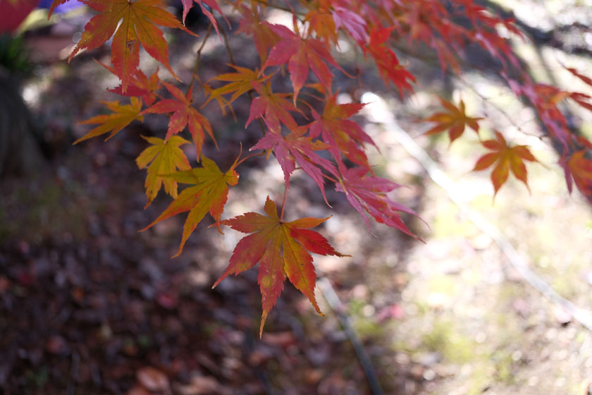 もみじまつり6