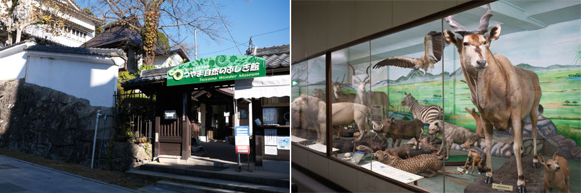 つやま自然のふしぎ館