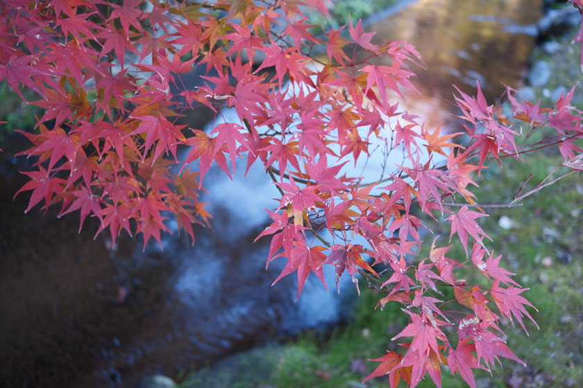 衆楽園の紅葉