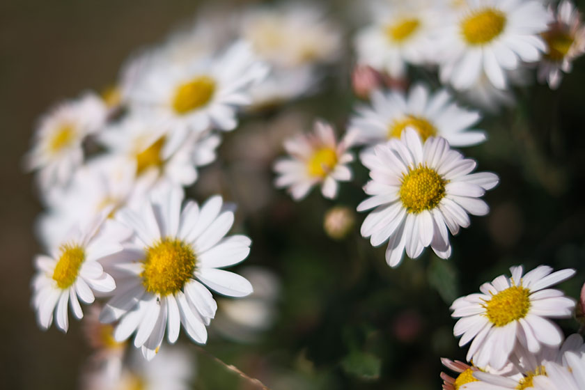 機材の整理と標準レンズ