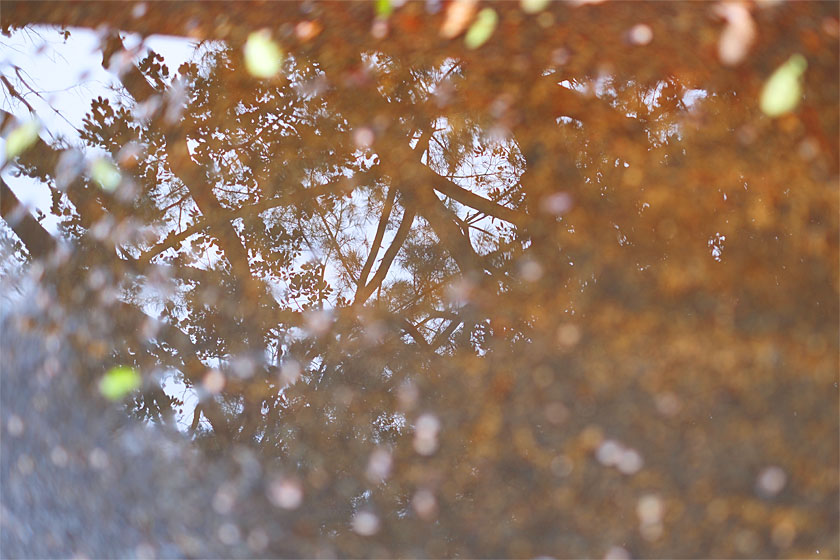 水たまりの木々