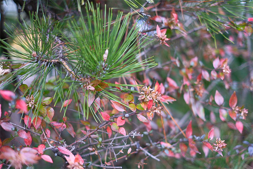 正月っぽい小道