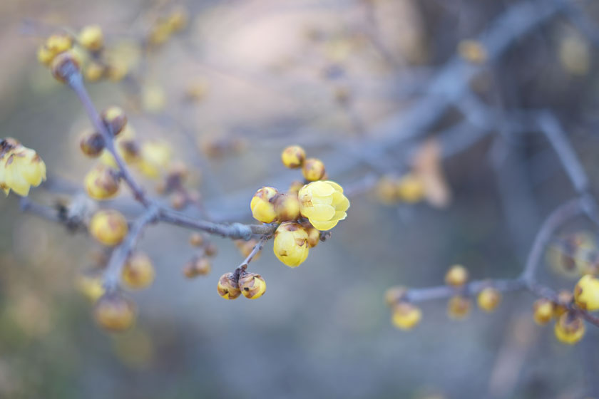 ソシンロウバイ