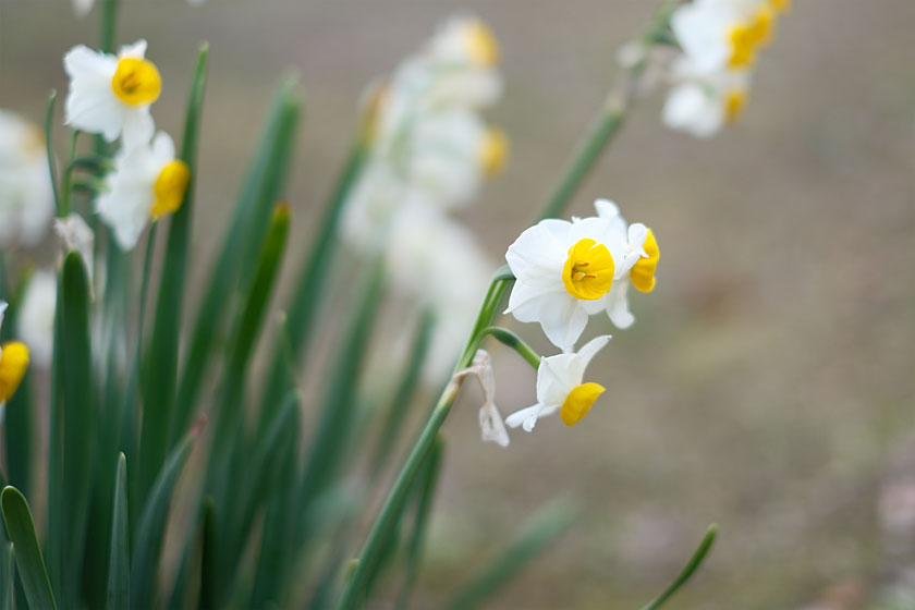 散歩道の水仙