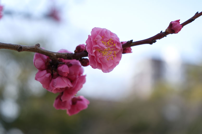 紅梅も季節に