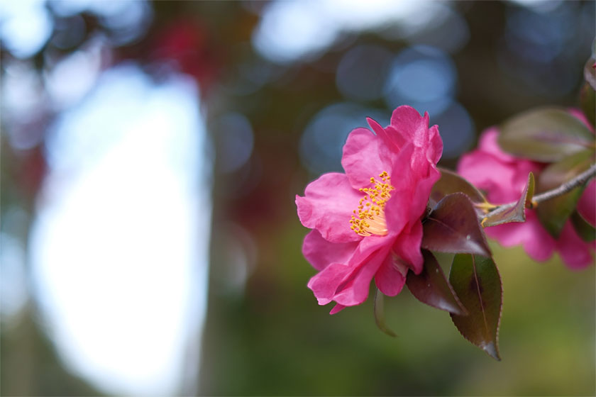 サザンカと花びらの絨毯