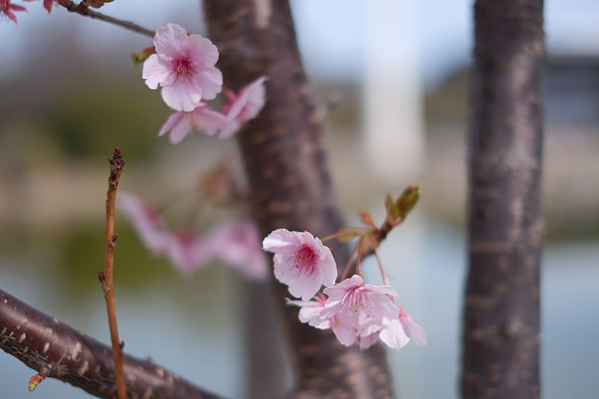 早咲き桜