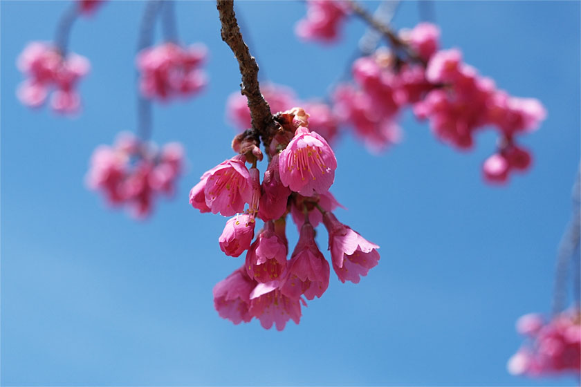 寒緋桜