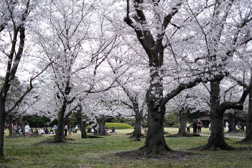 後楽園の桜2